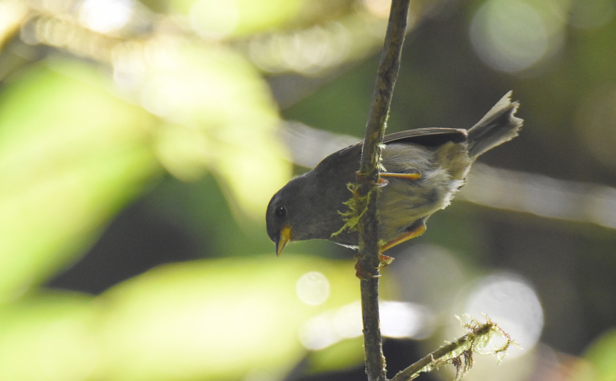 Peg-billed Finch - ML26881001