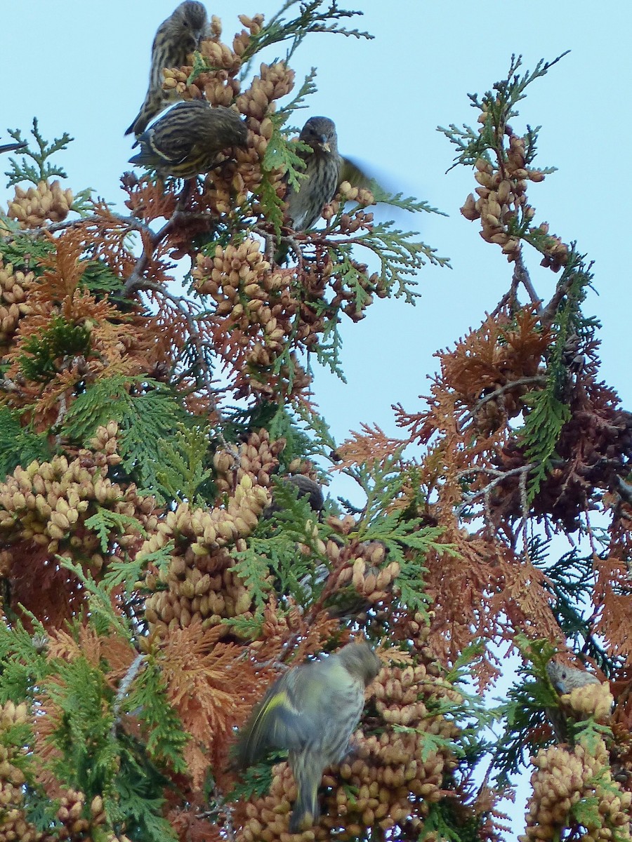 Pine Siskin - ML268810341