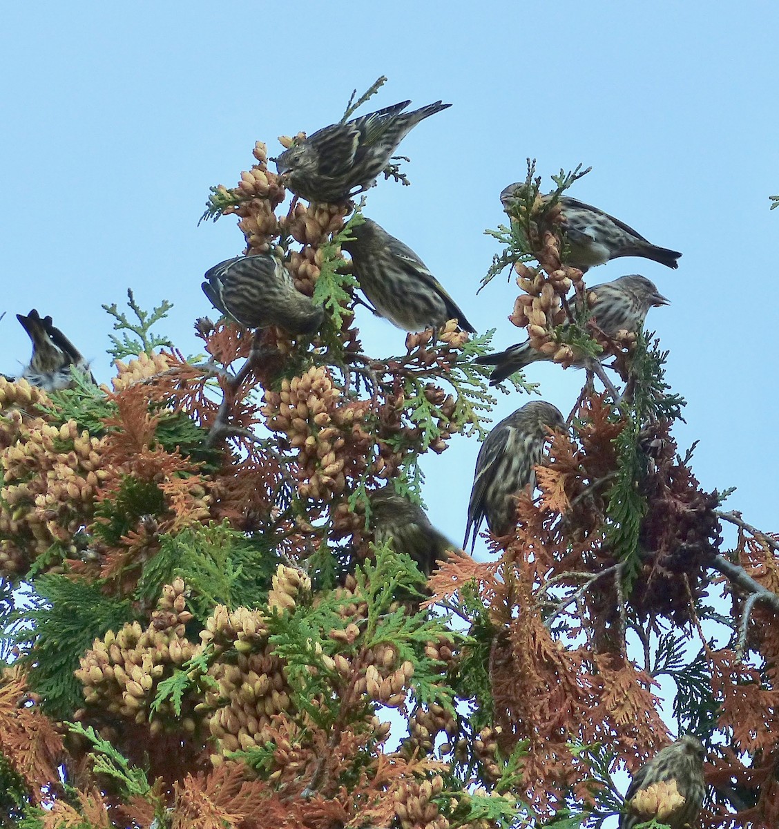 Pine Siskin - ML268810491