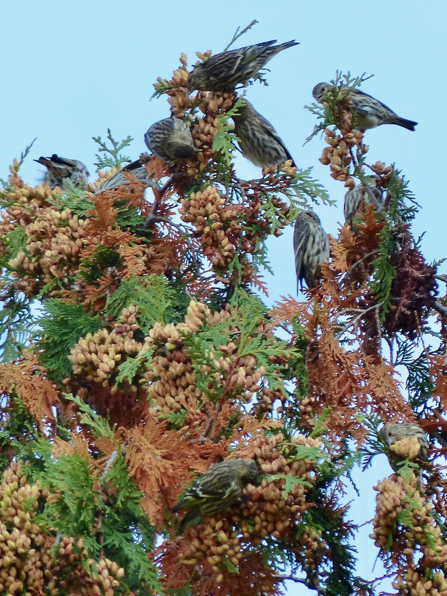 Pine Siskin - ML268810561