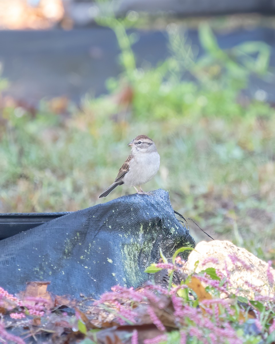Chipping Sparrow - ML268810901