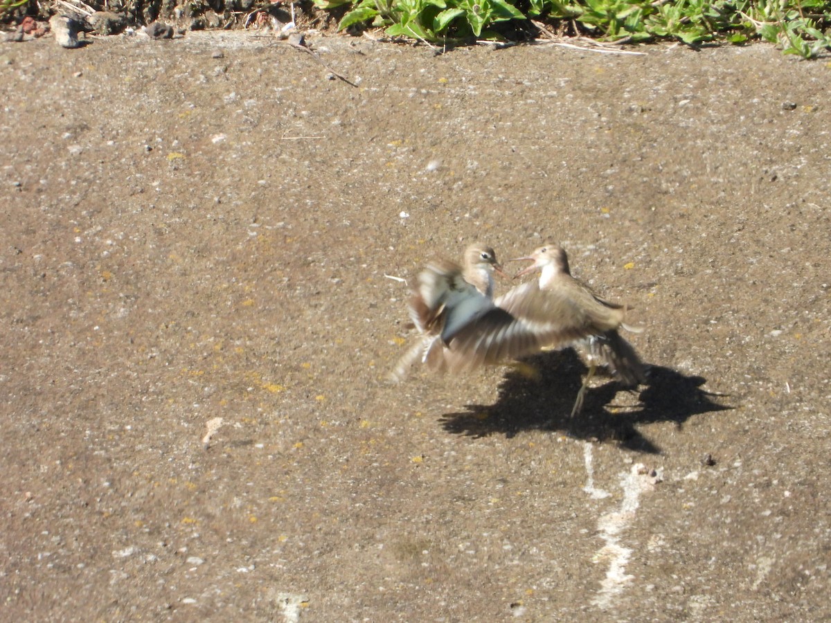 Spotted Sandpiper - ML268811051