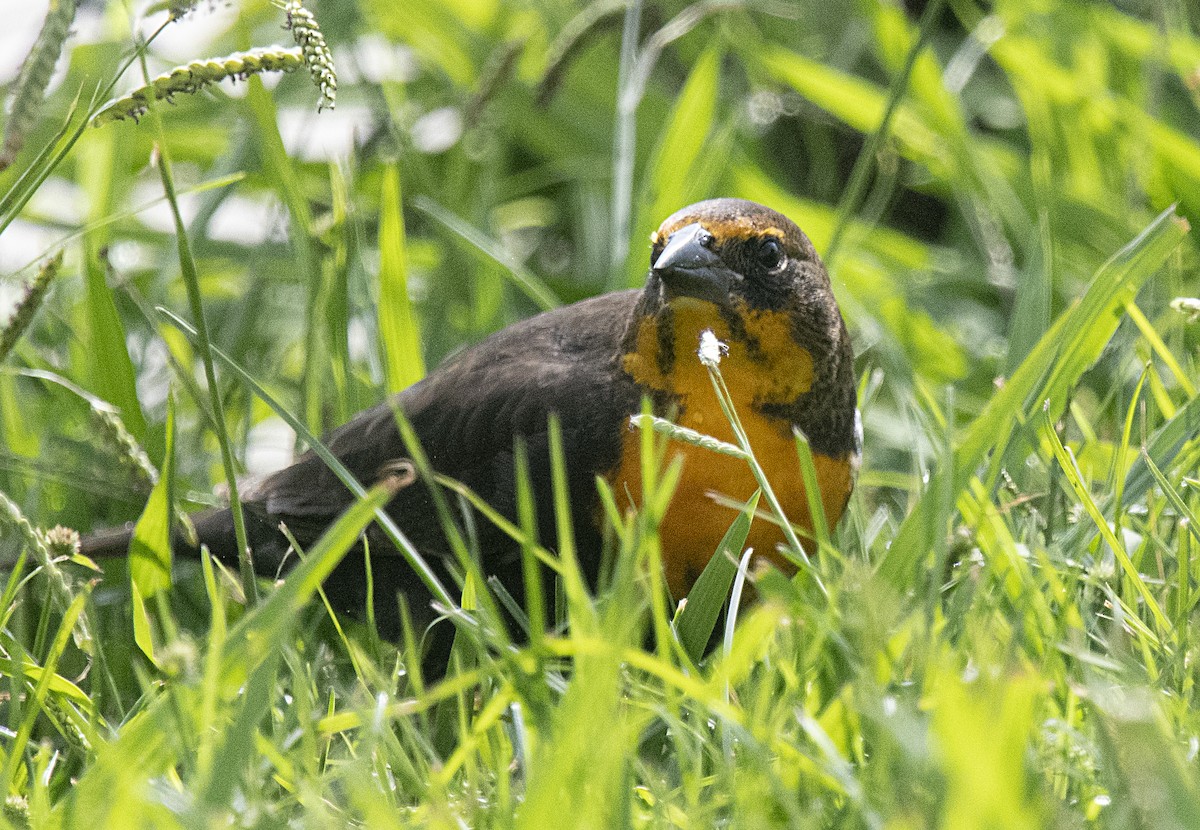 Yellow-headed Blackbird - Terry  Hurst