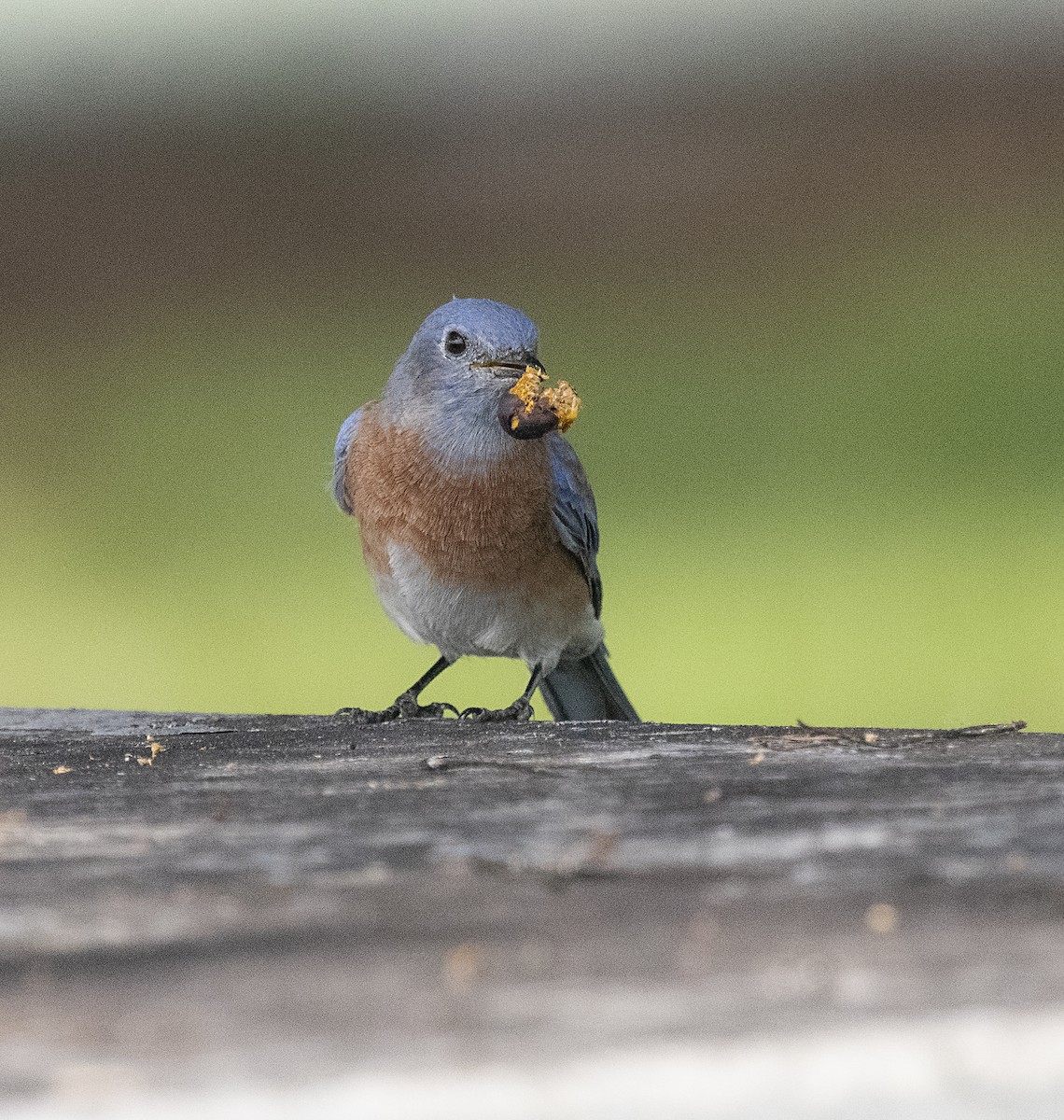 Western Bluebird - ML268811341