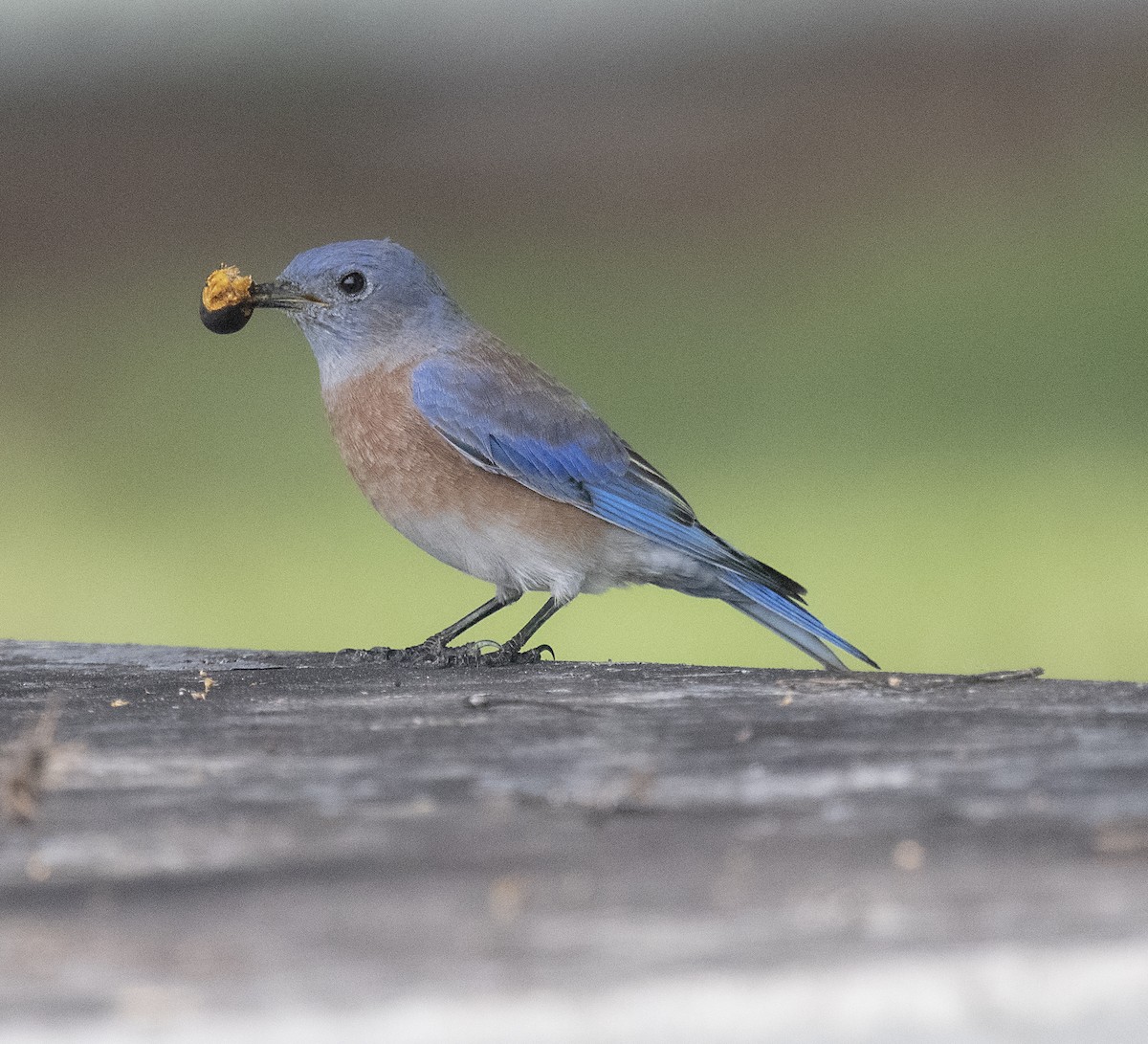 Western Bluebird - ML268811361