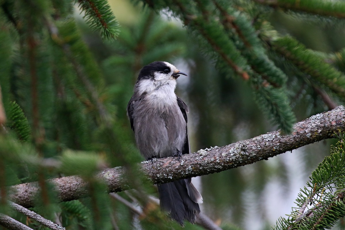 Canada Jay - ML268812031