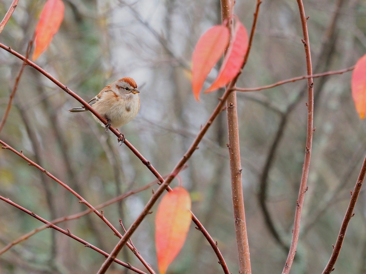 American Tree Sparrow - Bruce Gates