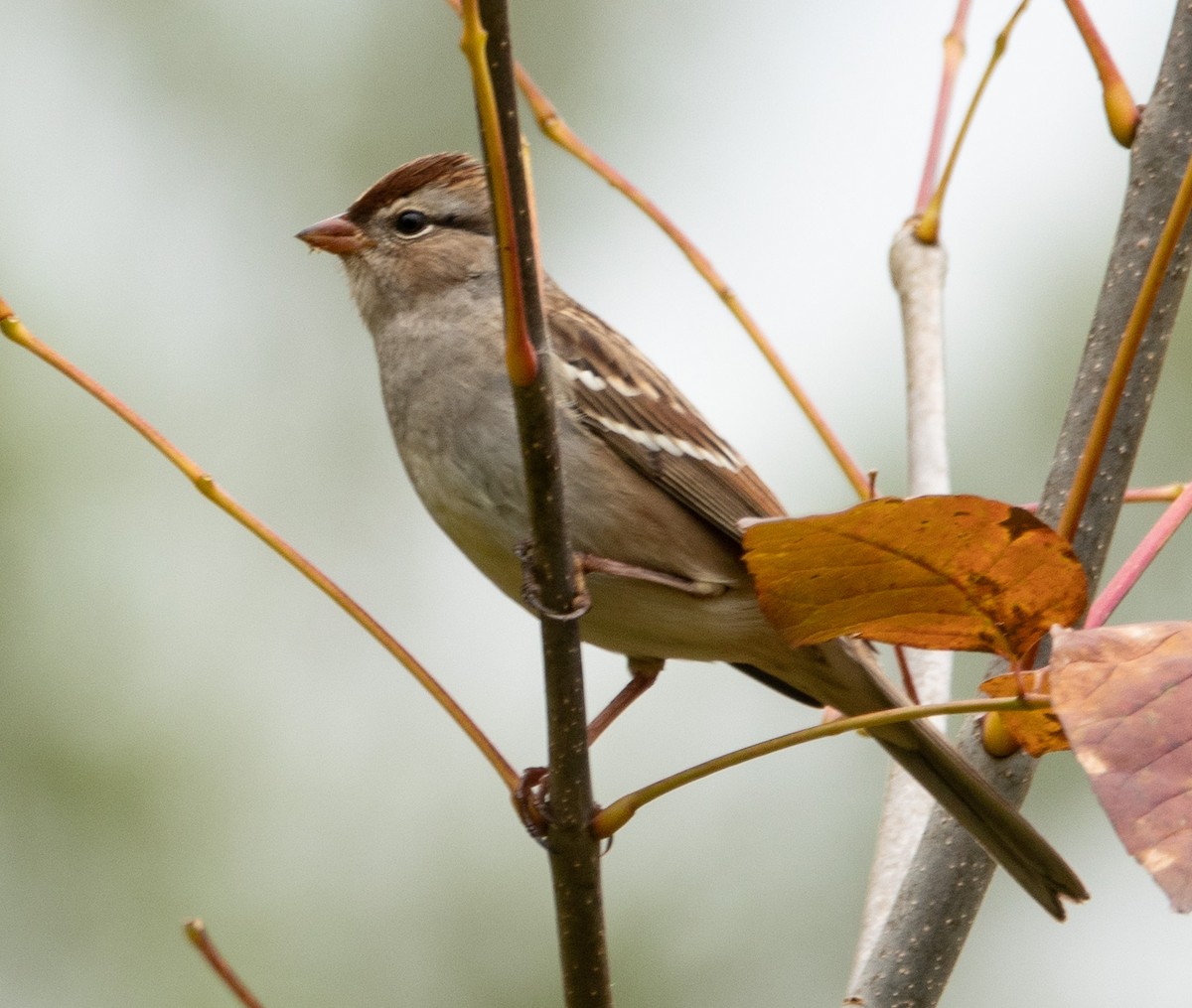 White-crowned Sparrow - ML268813861