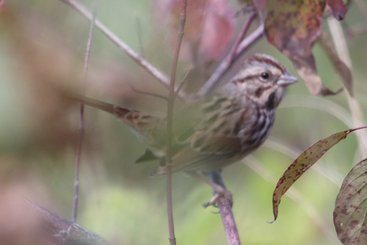 Savannah Sparrow - ML268814031