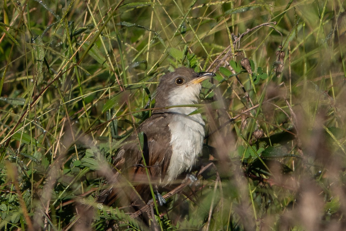 Yellow-billed Cuckoo - ML268814691