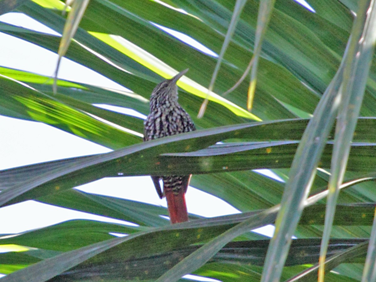 Point-tailed Palmcreeper - ML268814771