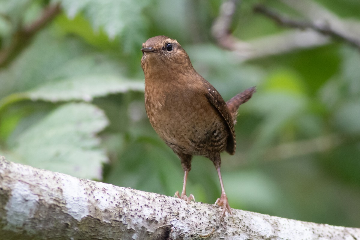 Pacific Wren - ML268816201