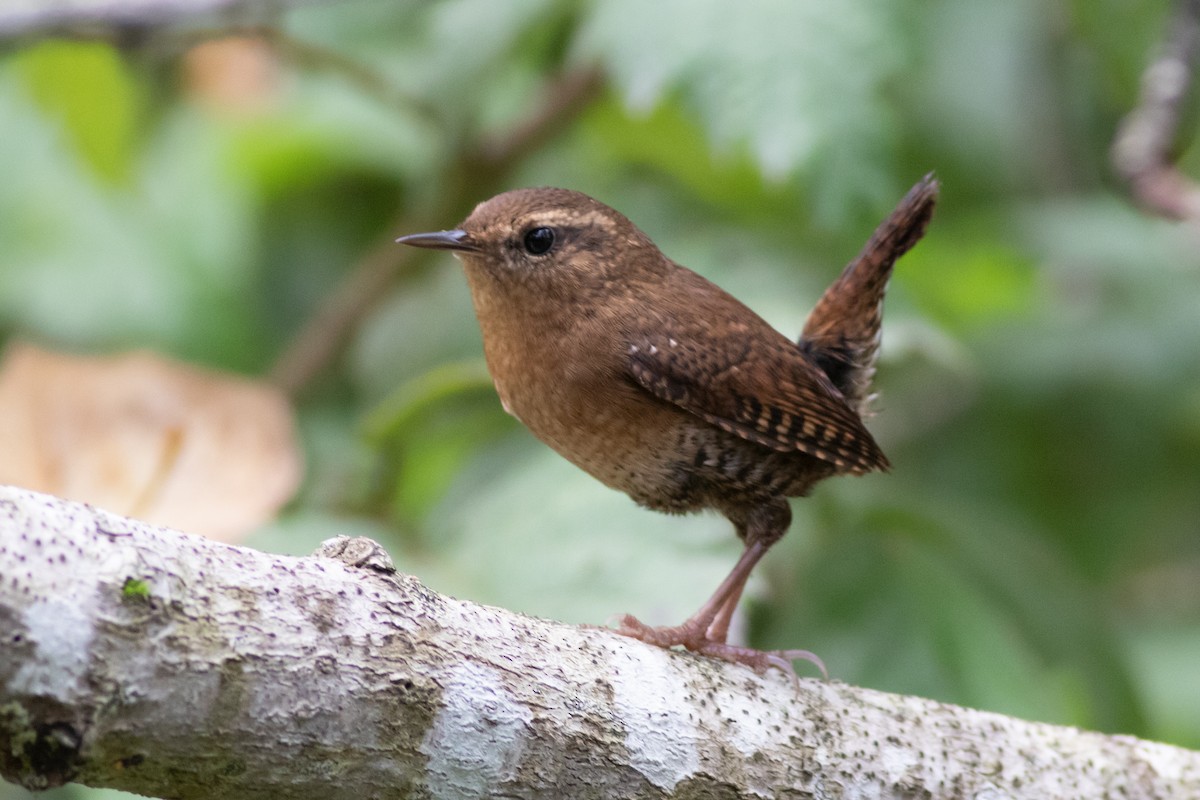 Pacific Wren - ML268816211