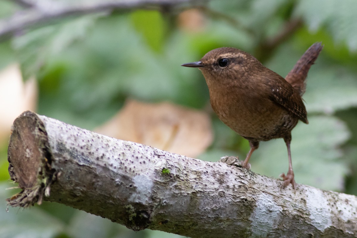 Pacific Wren - ML268816241