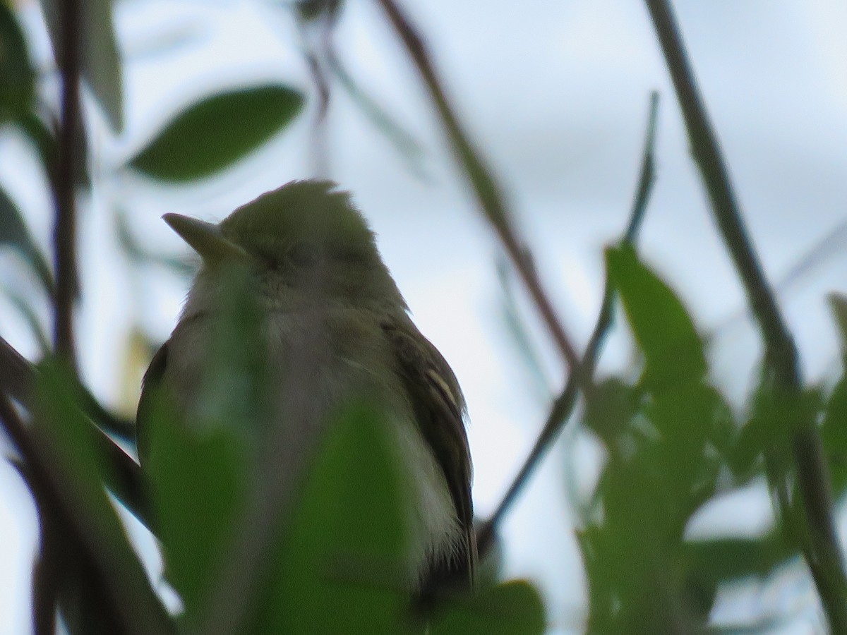 Acadian Flycatcher - ML26881661