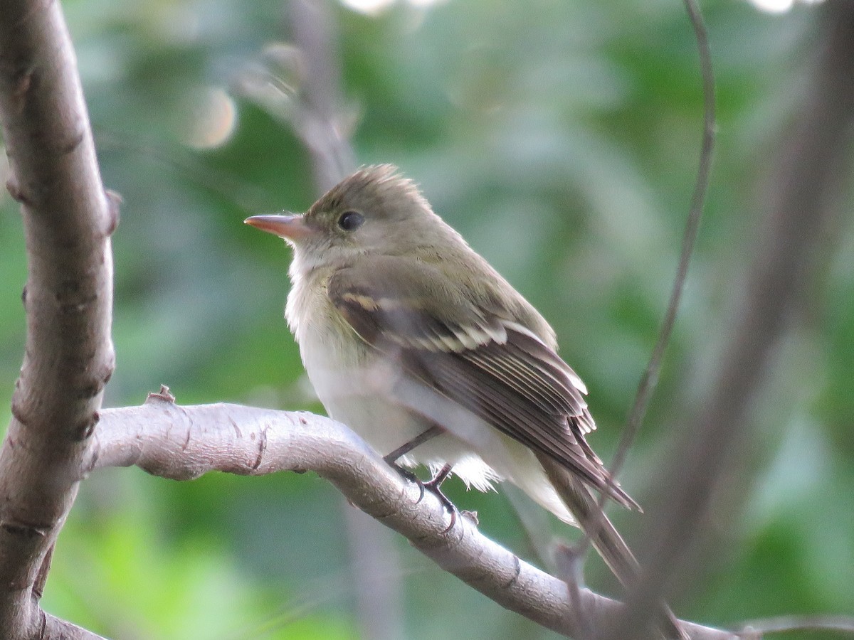 Acadian Flycatcher - Suzi Holt