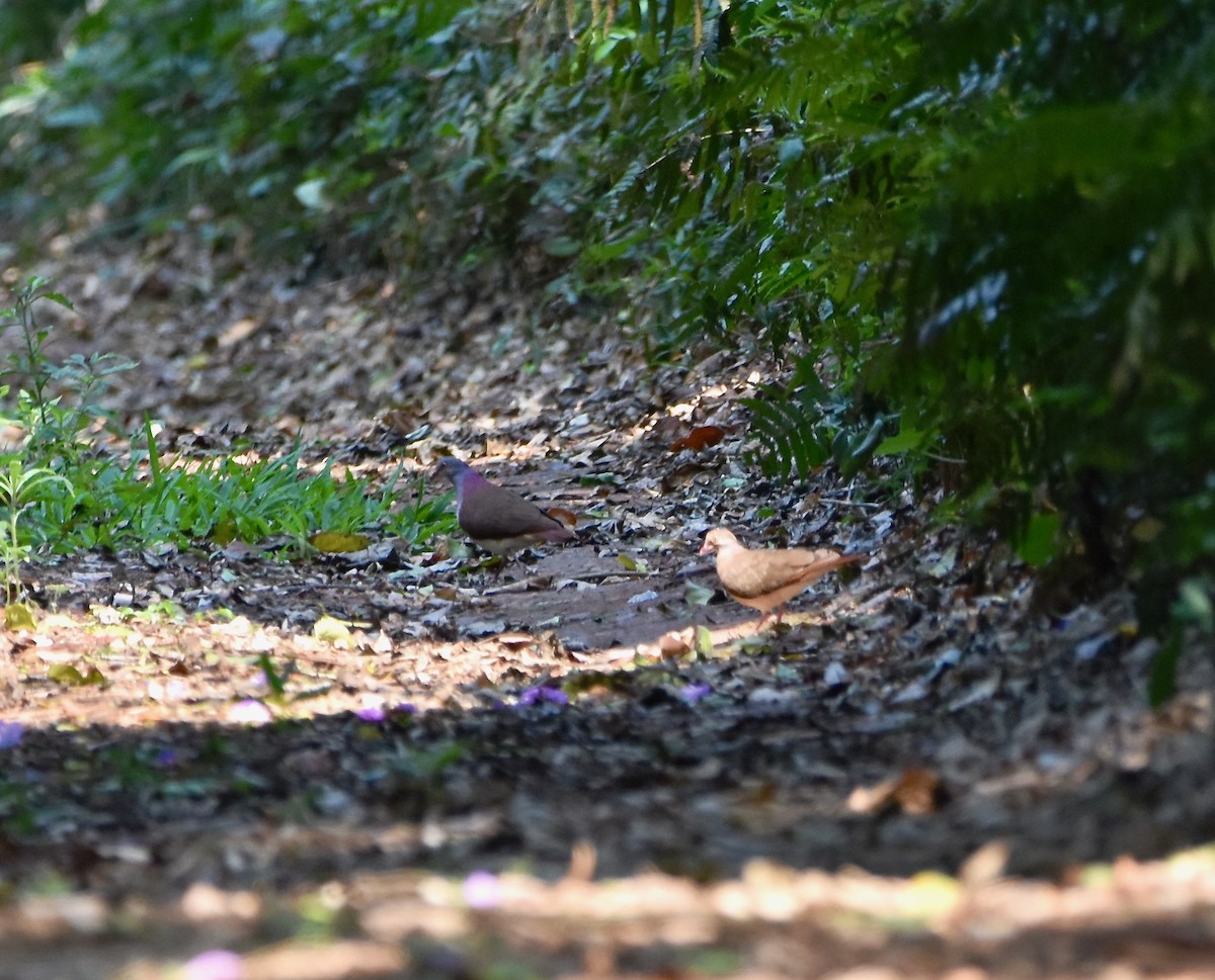 Violaceous Quail-Dove - Chris Farias