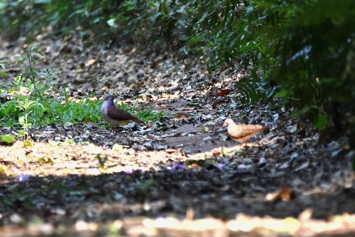 Violaceous Quail-Dove - Chris Farias