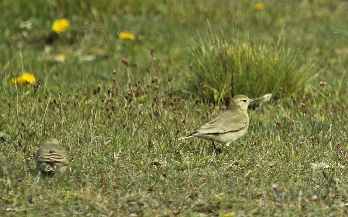 Short-billed Miner - ML268818281