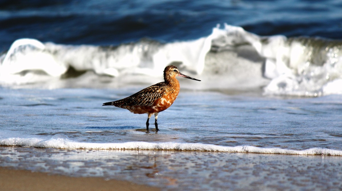 Bar-tailed Godwit - ML26881851