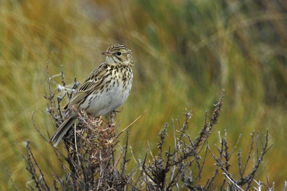 Correndera Pipit - Geert Bouke Kortleve