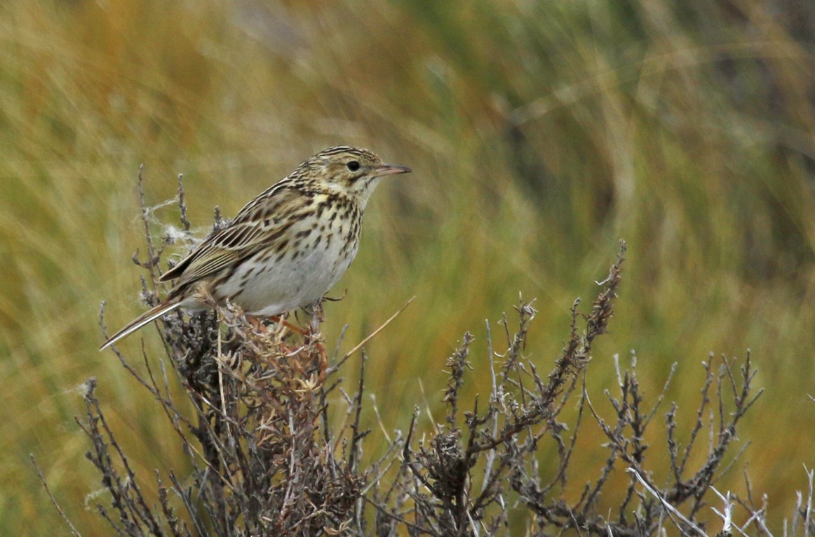 Correndera Pipit - ML268818891