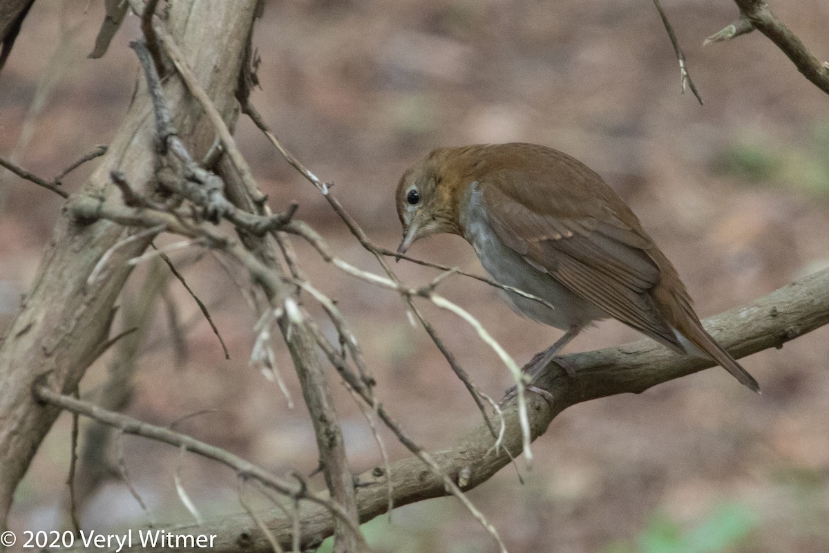 Veery - ML268820071