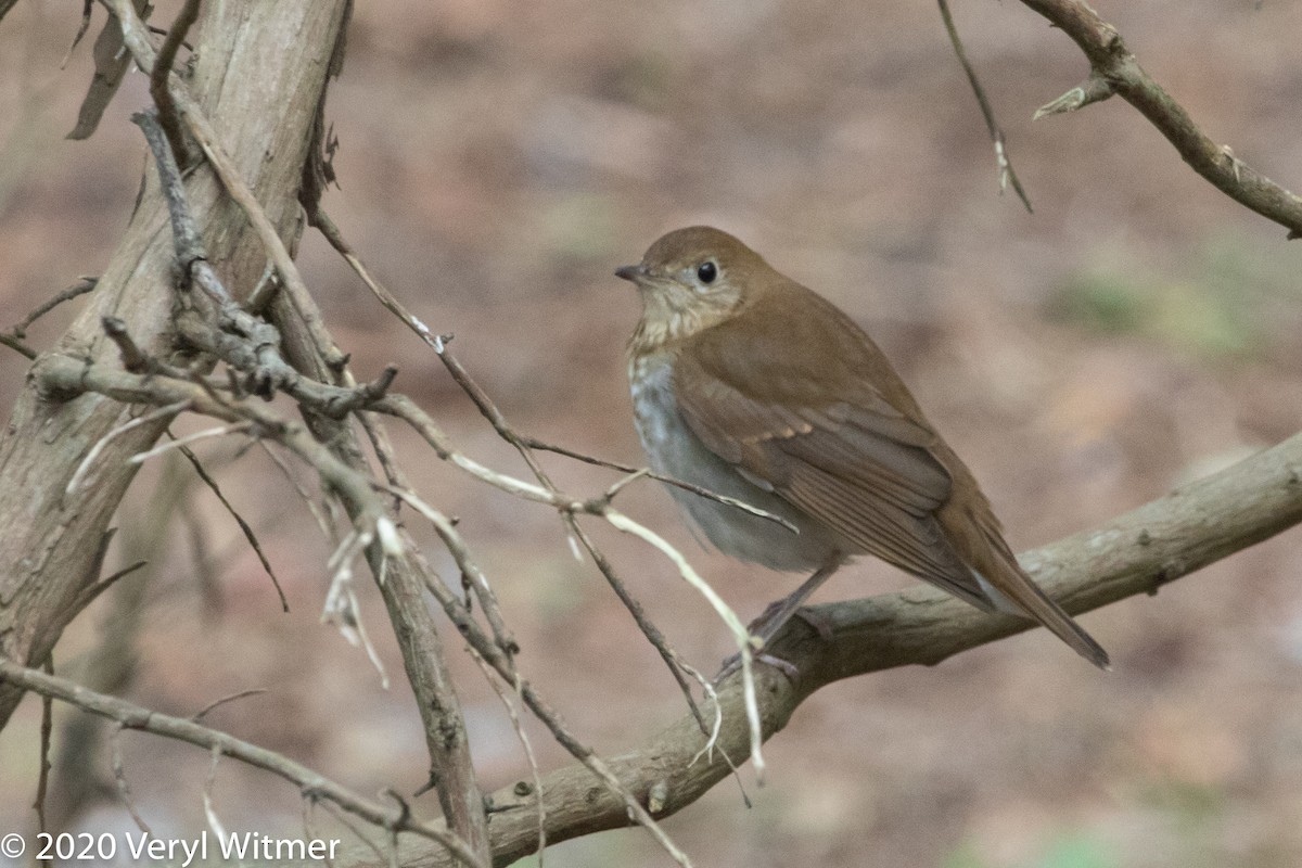 Veery - ML268820131