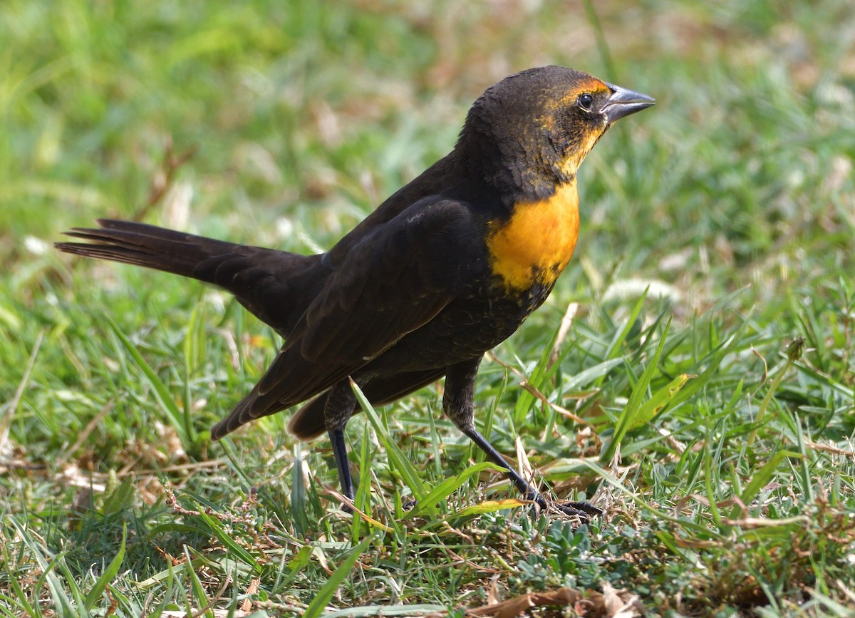Yellow-headed Blackbird - Lisa Ruby