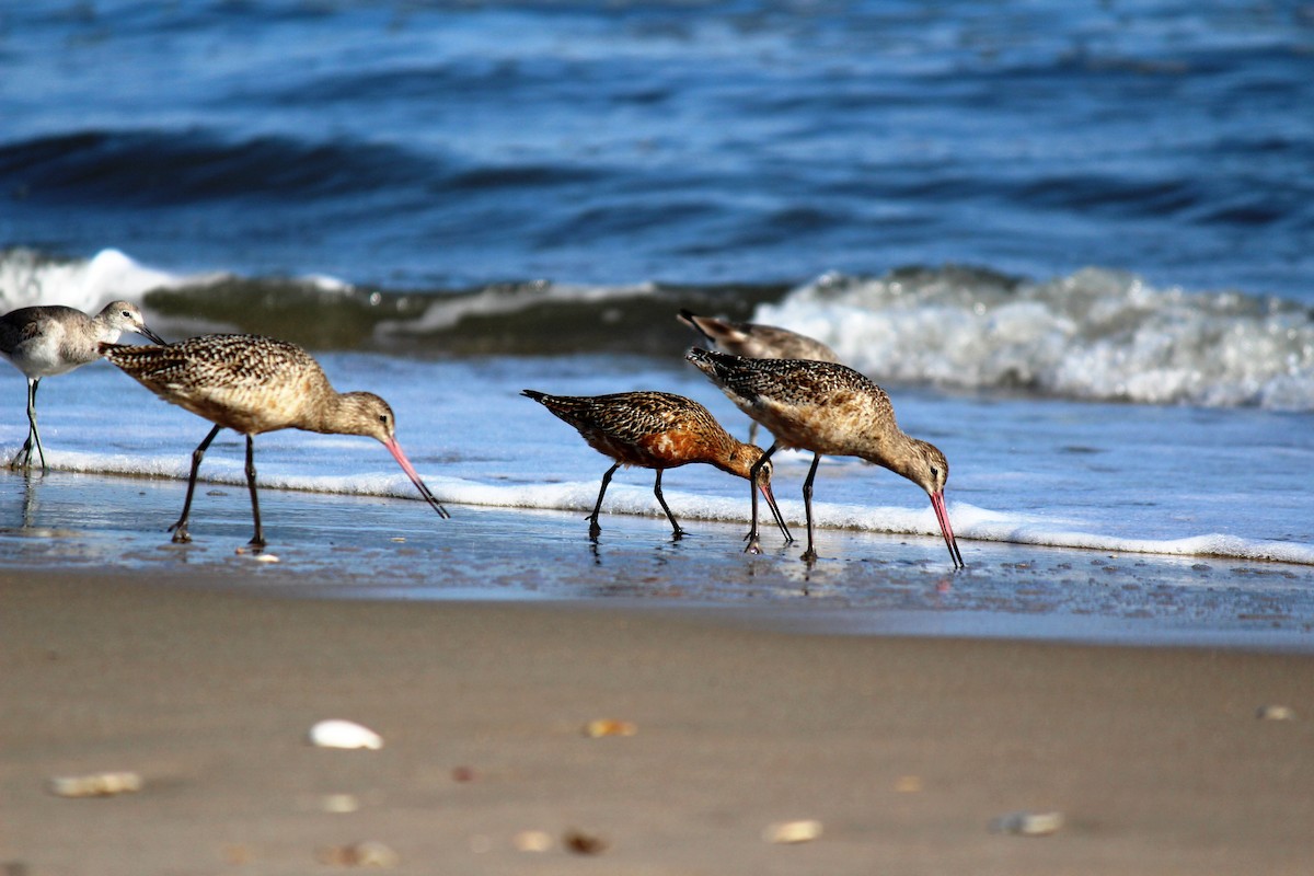 Bar-tailed Godwit - ML26882061