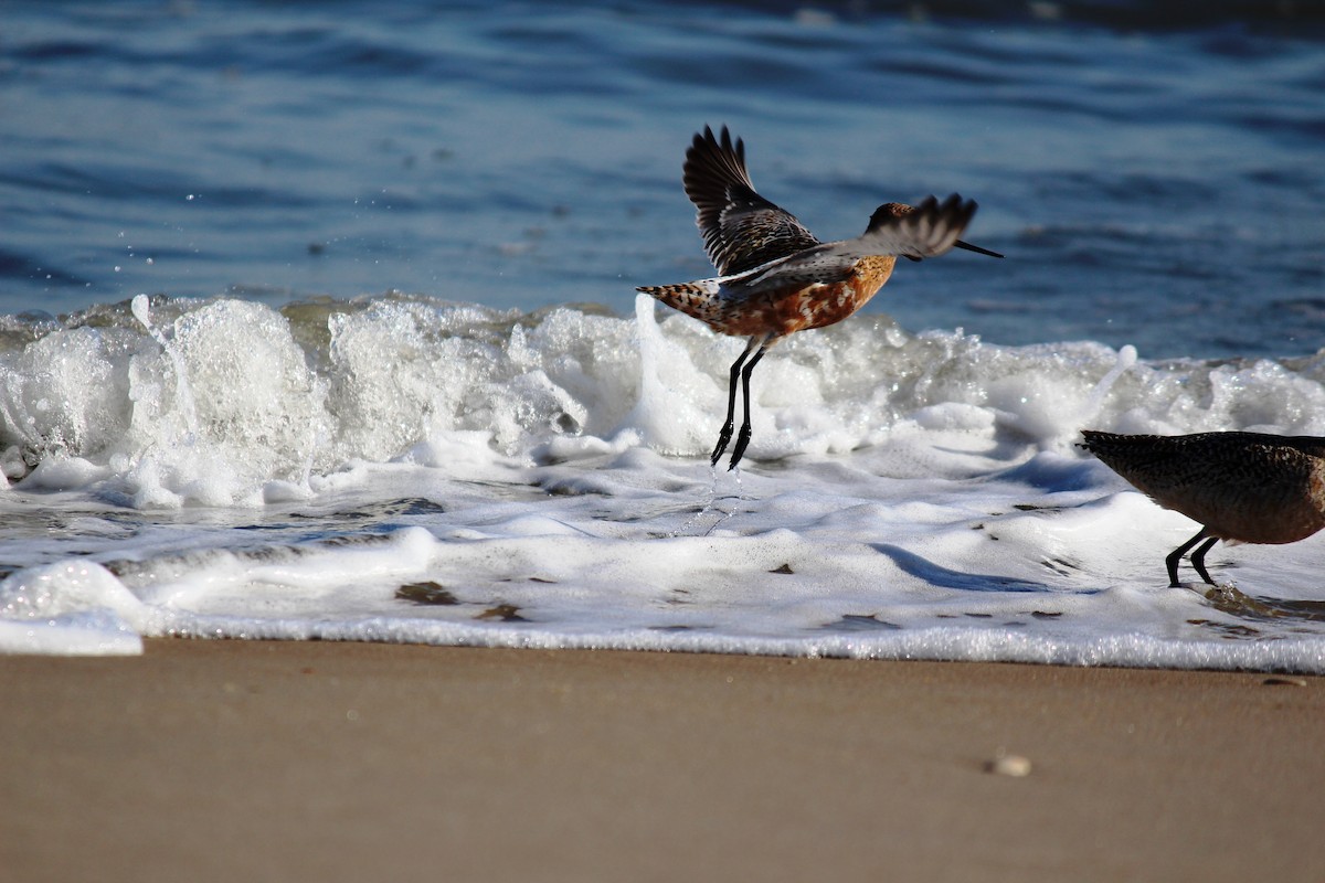 Bar-tailed Godwit - ML26882071