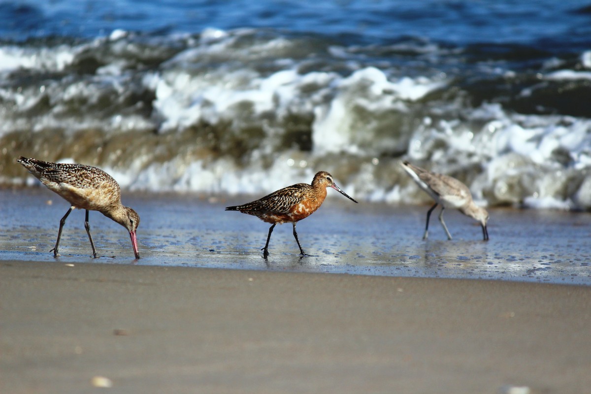 Bar-tailed Godwit - ML26882081