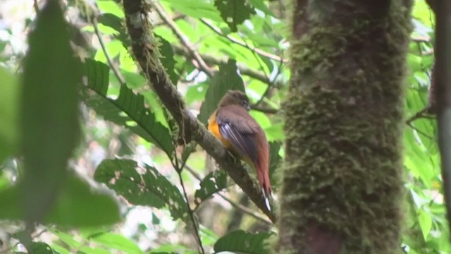 Trogon à poitrine jaune - ML268821721