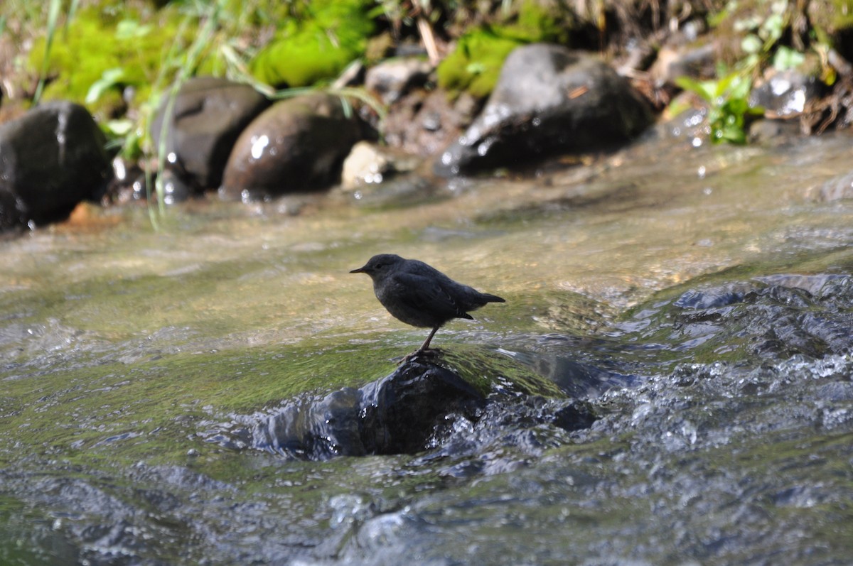 American Dipper - ML268821831