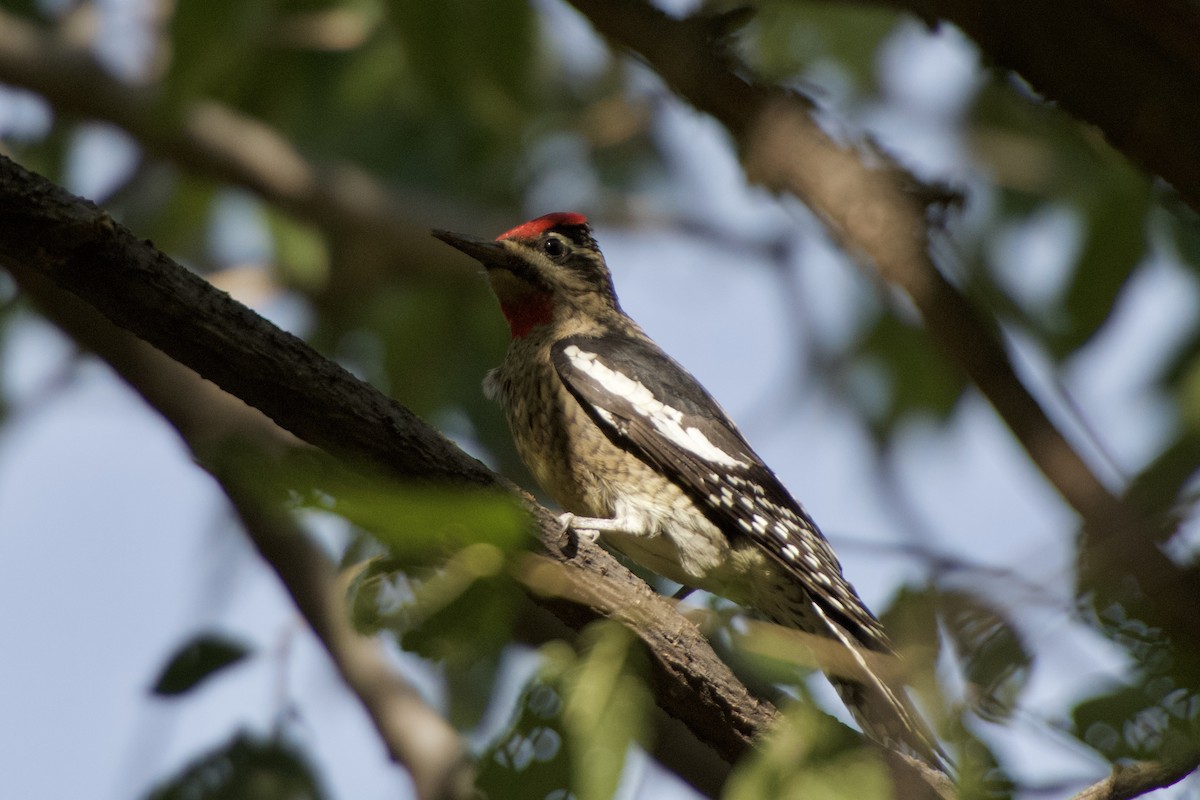 Red-naped Sapsucker - Dario Taraborelli