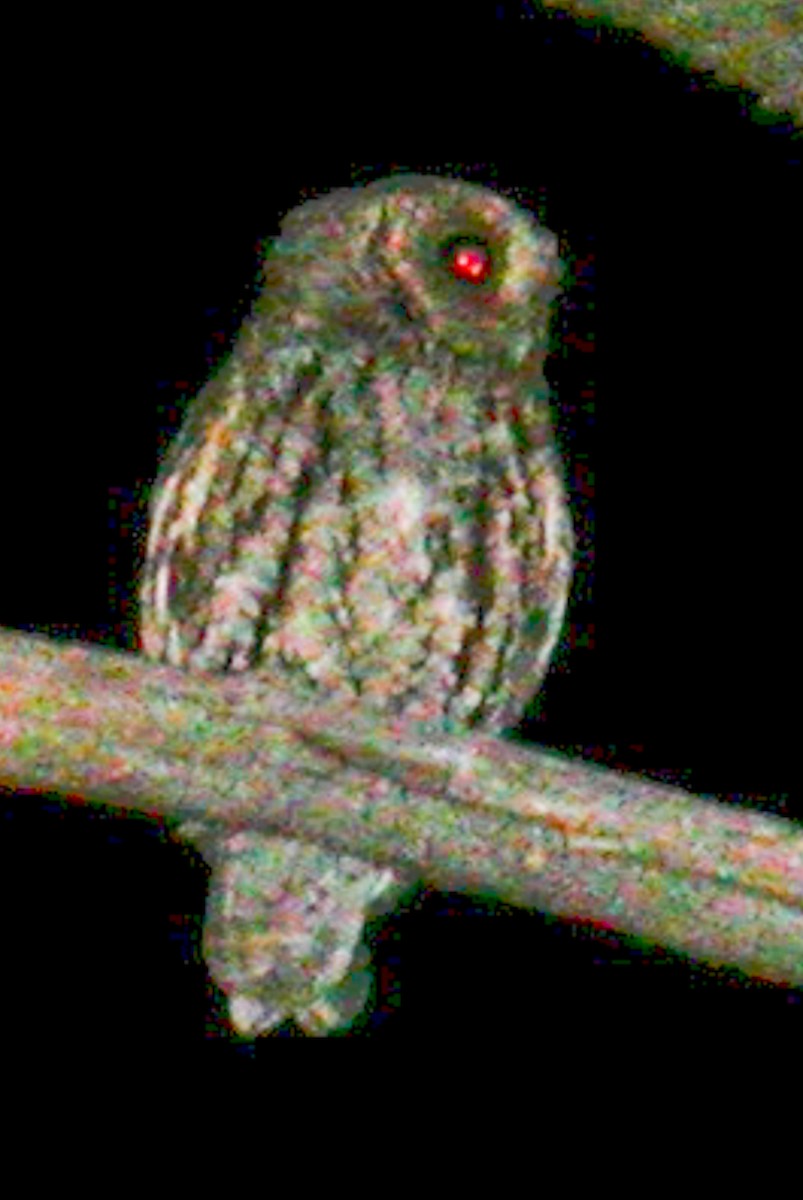 Flammulated Owl - ML268823221
