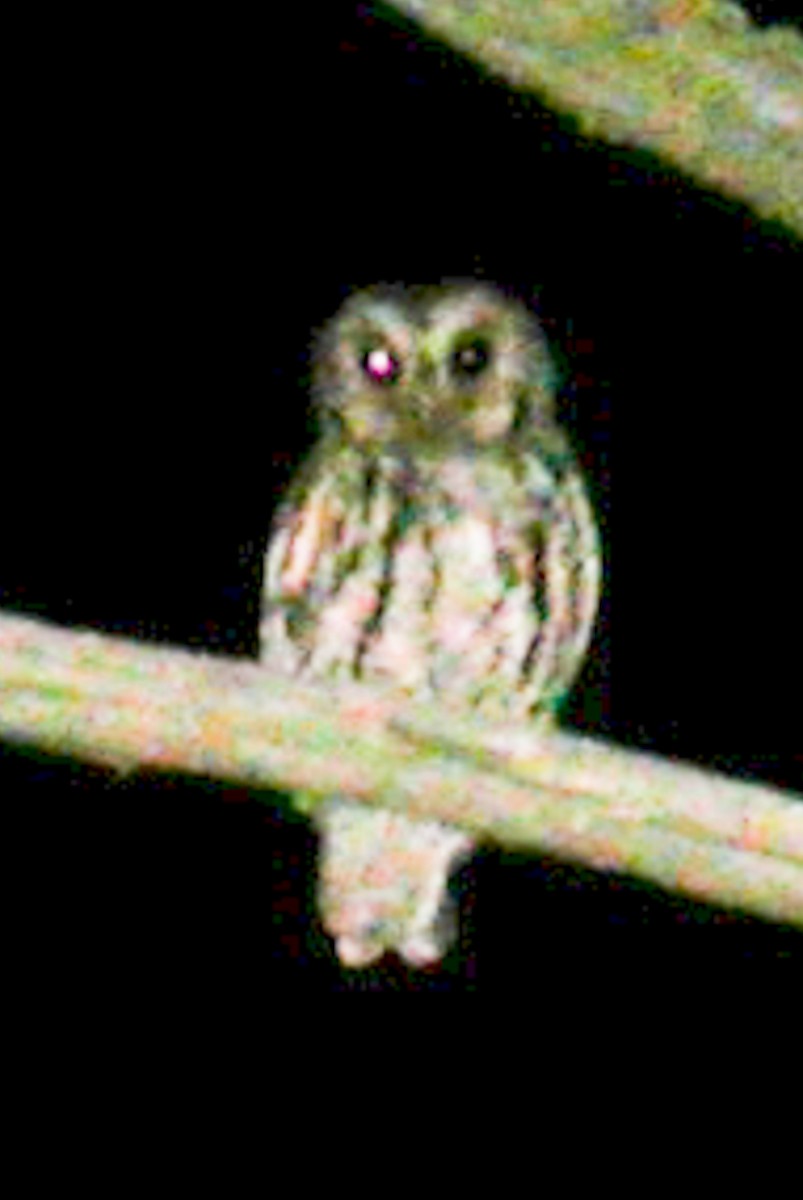 Flammulated Owl - ML268823241