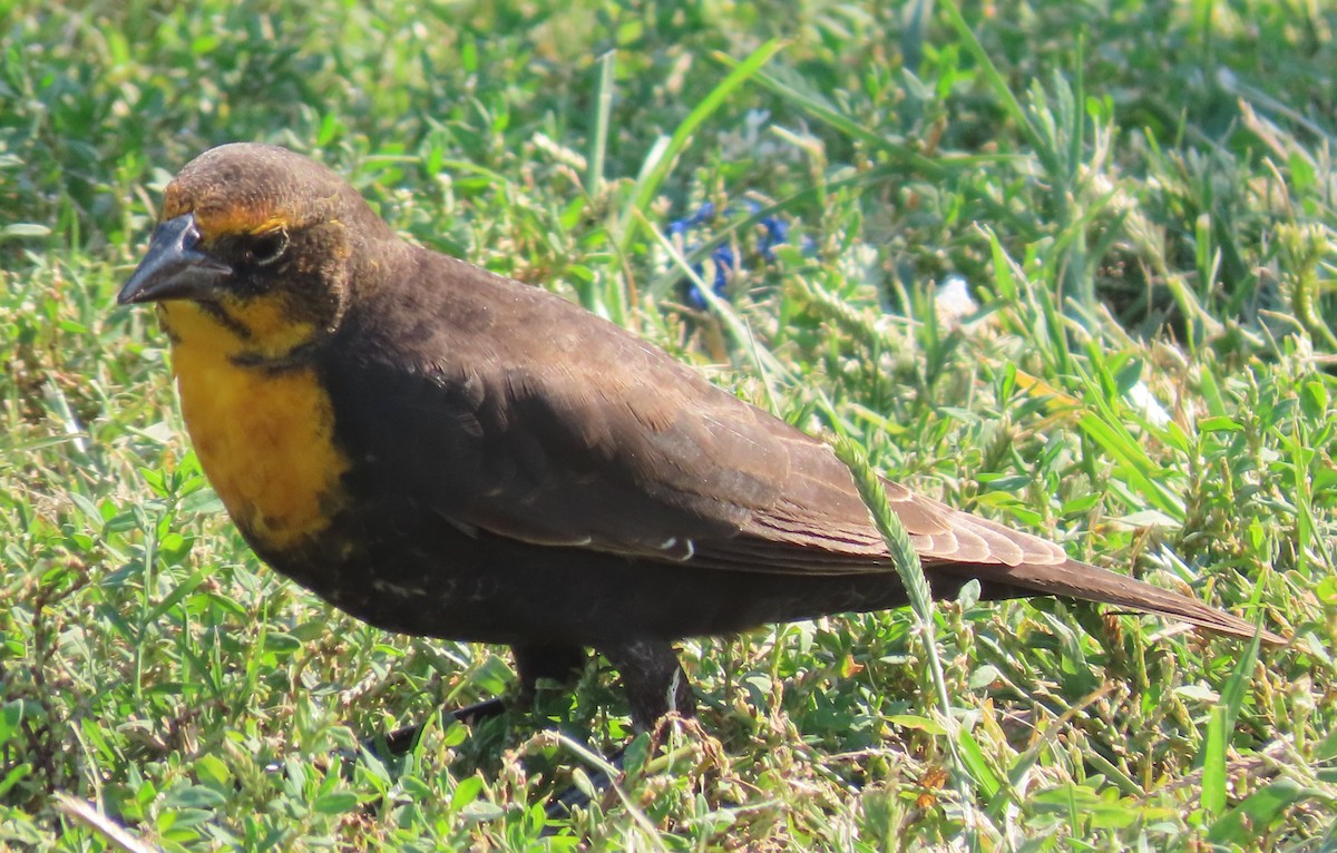 Yellow-headed Blackbird - Linda Daily