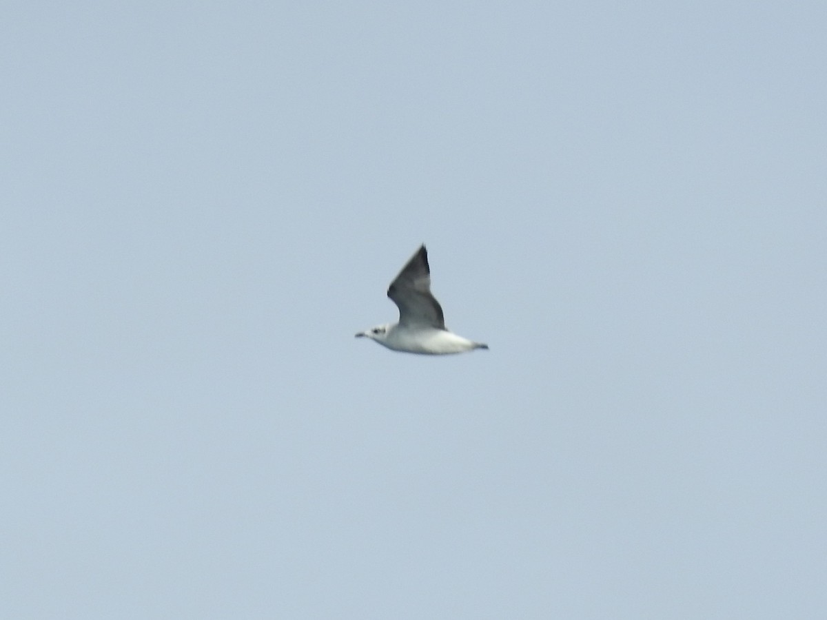 Mediterranean Gull - ML268823691