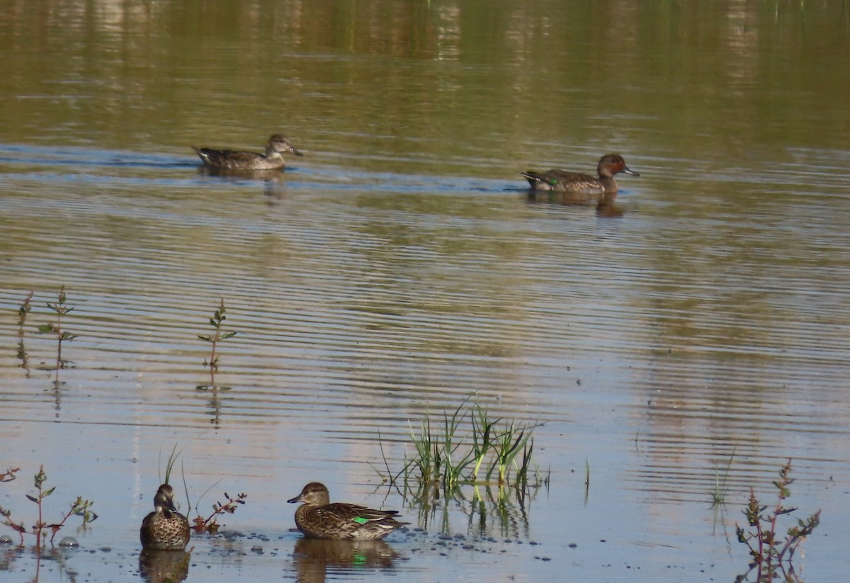 Ногоохон нугас - ML268824801