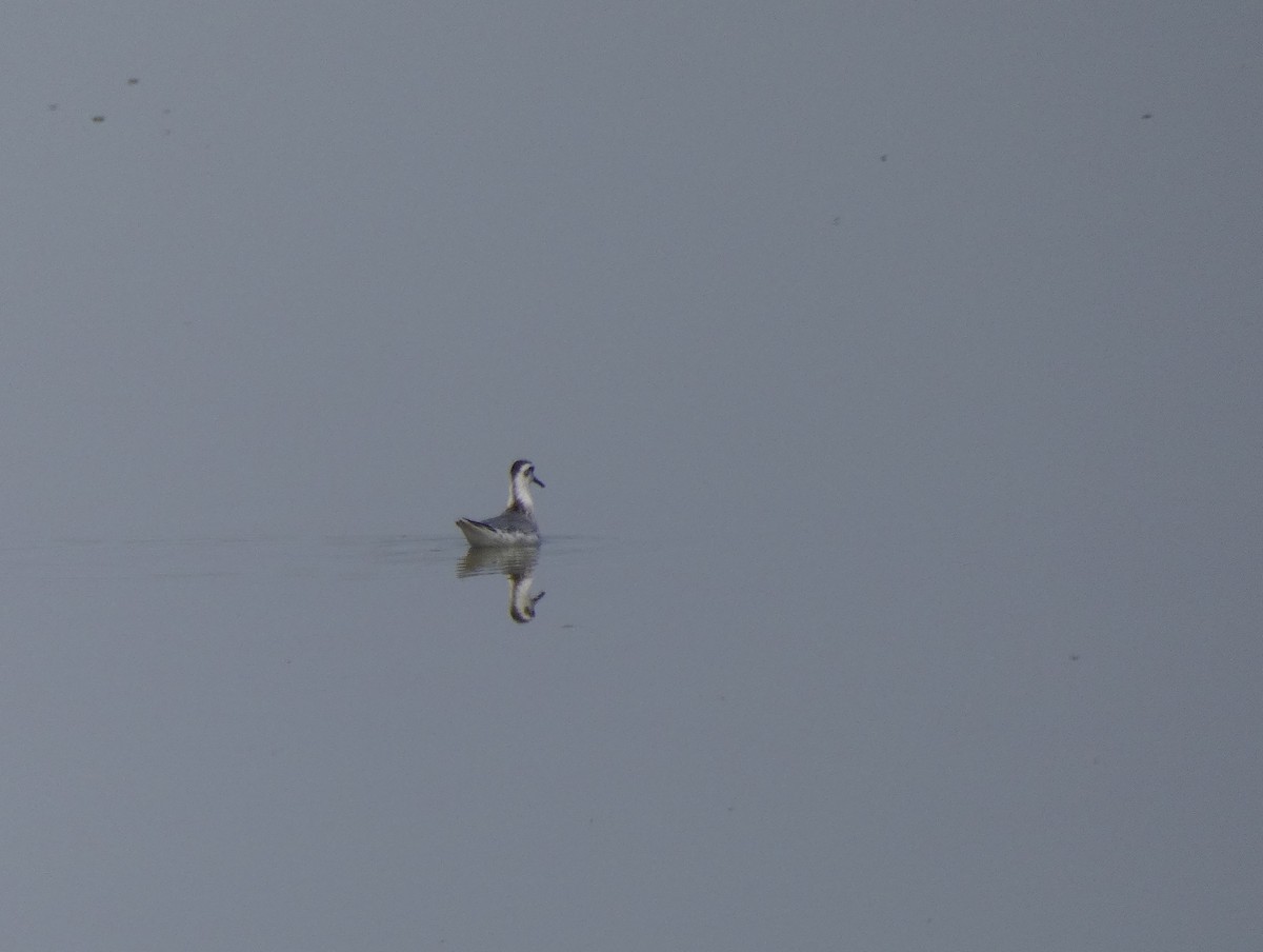 Red Phalarope - ML268826011