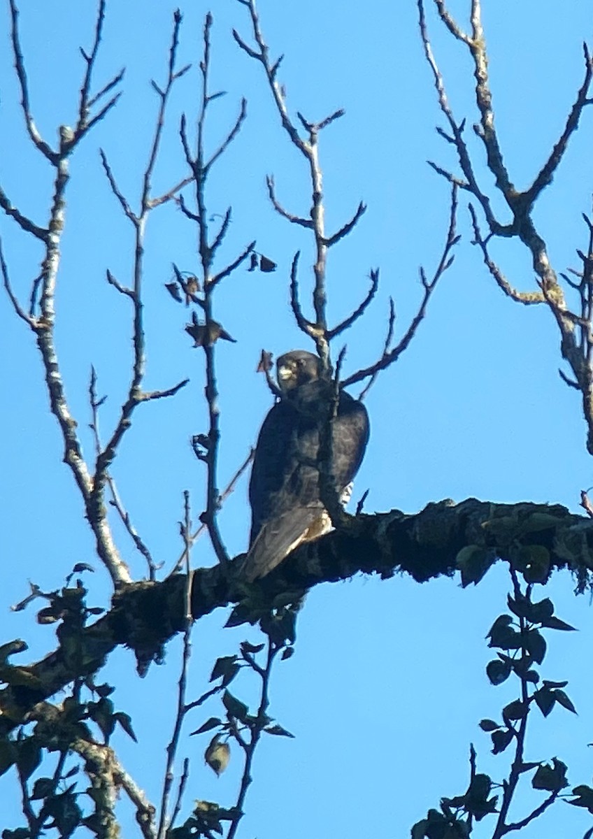 Peregrine Falcon - ML268826051