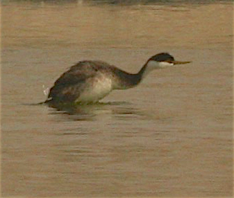 Western Grebe - ML268826511