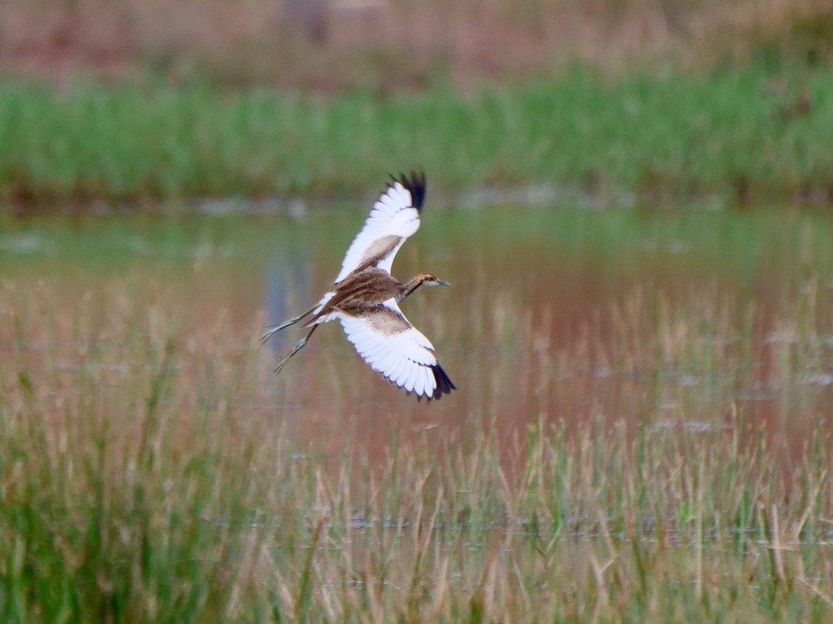 Pheasant-tailed Jacana - ML268826771