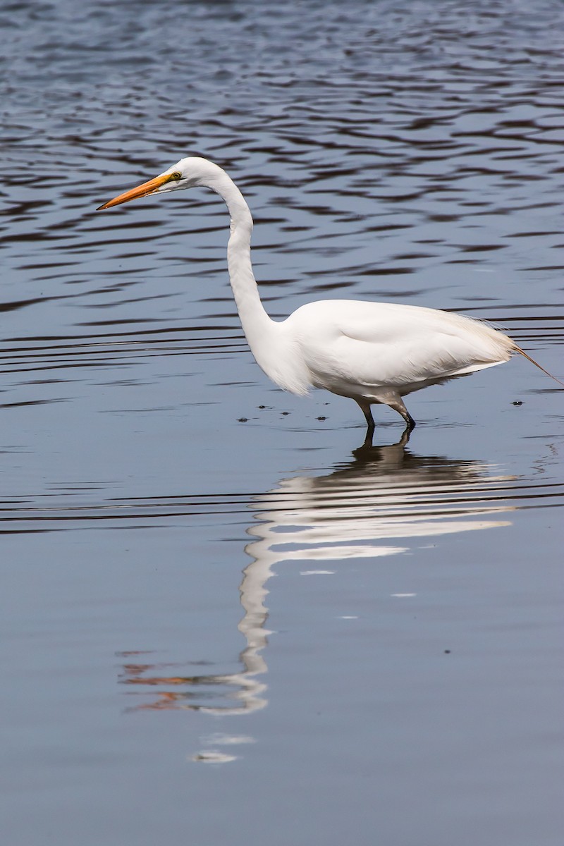 Great Egret - ML26882861