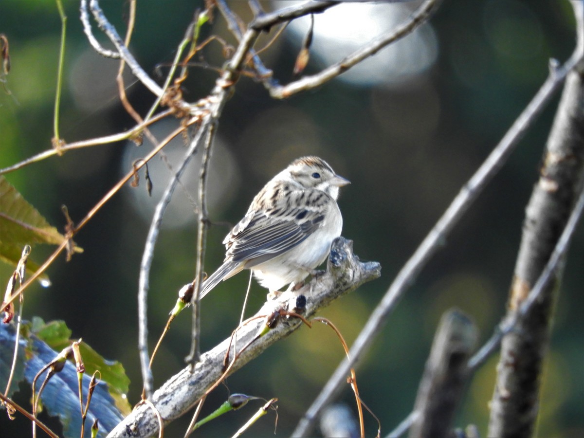 Clay-colored Sparrow - ML268829211