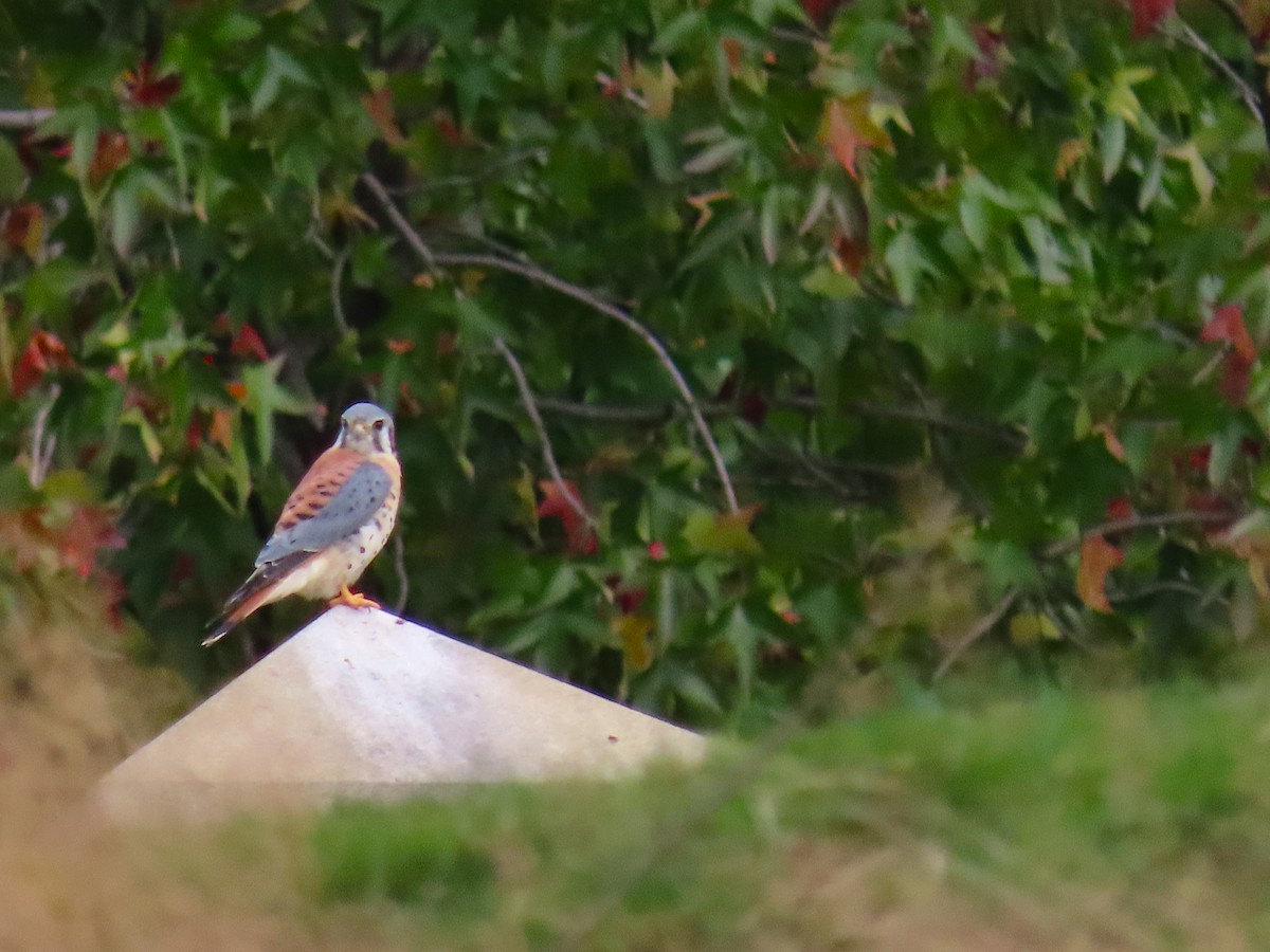 American Kestrel - ML268829891