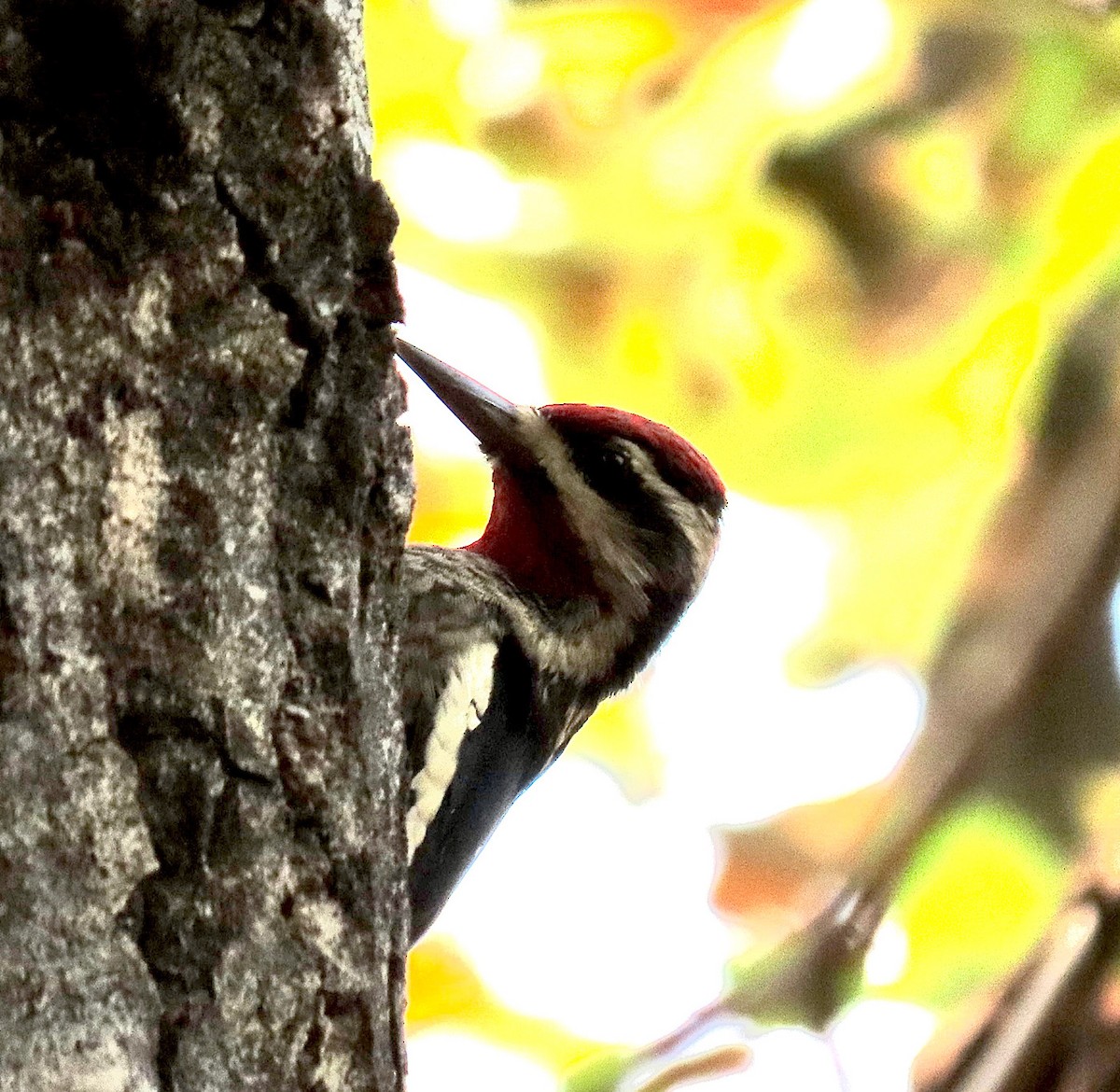 Red-naped Sapsucker - ML268830121