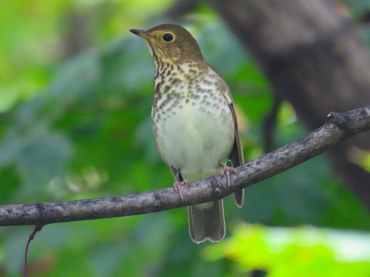 Swainson's Thrush - ML268830171