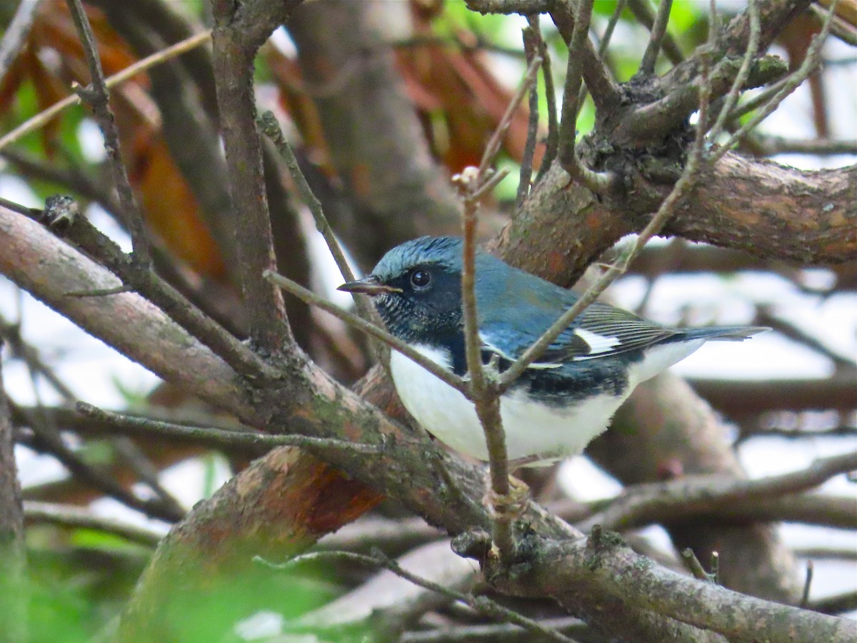 Black-throated Blue Warbler - ML268830841